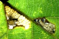 Ectoedemia subbimaculella