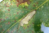 Ectoedemia subbimaculella