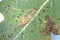 Ectoedemia subbimaculella
