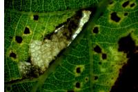 Ectoedemia subbimaculella