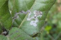 Acrocercops brongniardella
