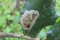 Phyllonorycter belotella