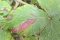 Ectoedemia erythrogenella