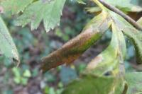 Phyllonorycter oxyacanthae