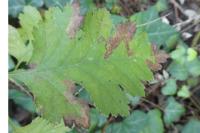Stigmella regiella