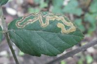 Stigmella aurella
