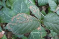 Stigmella aurella