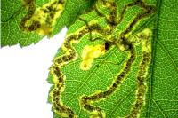 Stigmella aurella