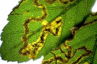 Stigmella aurella