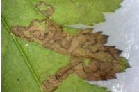 Stigmella regiella