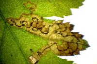 Stigmella regiella