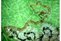 Stigmella regiella