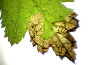 Stigmella regiella