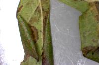 Phyllonorycter oxyacanthae