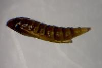 Phyllonorycter oxyacanthae