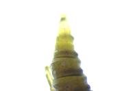 Phyllonorycter oxyacanthae