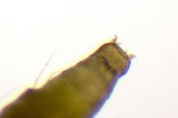 Phyllonorycter oxyacanthae