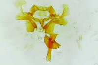 Neocochylis molliculana