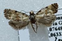 Neocochylis molliculana