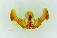 Eucosma cana