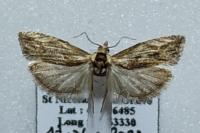 Eucosma cana