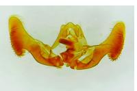Eucosma