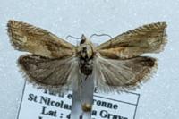 Eucosma