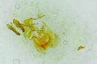 Bactra venosana