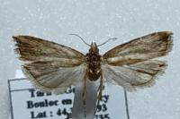 Bactra venosana