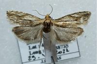 Eucosma cana