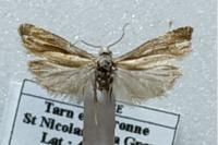 Eucosma