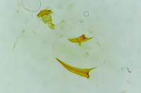 Ancylis apicella