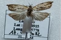 Ancylis apicella