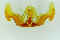 Eucosma