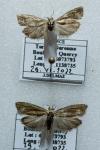 Eucosma