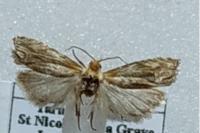 Eucosma cana