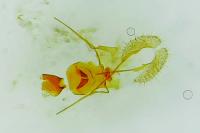 Aethes margarotana