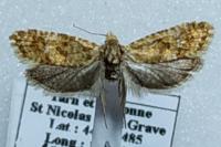 Aethes margarotana