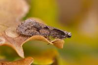Eriocottis paradoxella