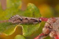 Eriocottis paradoxella