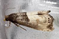Notocelia cynosbatella