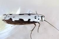 Ethmia bipunctella