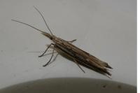 Ypsolopha mucronella