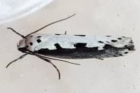 Ethmia bipunctella