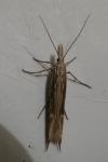 Ypsolopha mucronella