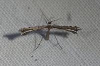 Gypsochares bigoti