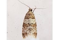Isotrias rectifasciana