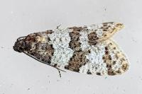 Isotrias rectifasciana