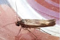 Scythris