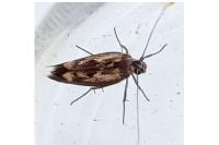 Scythris limbella